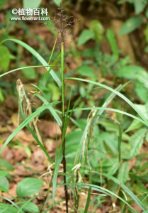 华珍珠茅