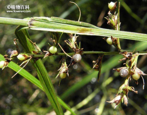 华珍珠茅