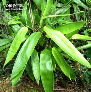 箬竹