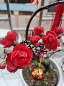 长寿冠海棠花