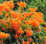 炮仗花