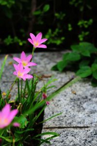 风雨花