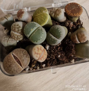 生石花