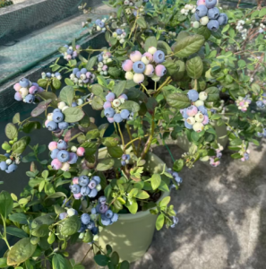 蓝莓
