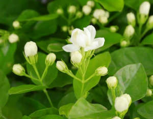 茉莉花