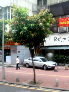 杧果