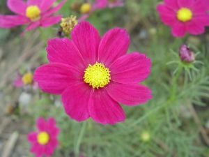 波斯菊