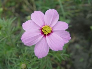 波斯菊
