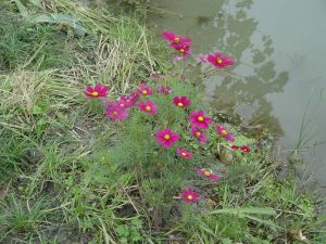波斯菊
