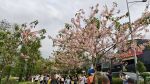 2026年4月9日的广州大沙河湿地