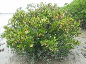 桐花树 桐花树
